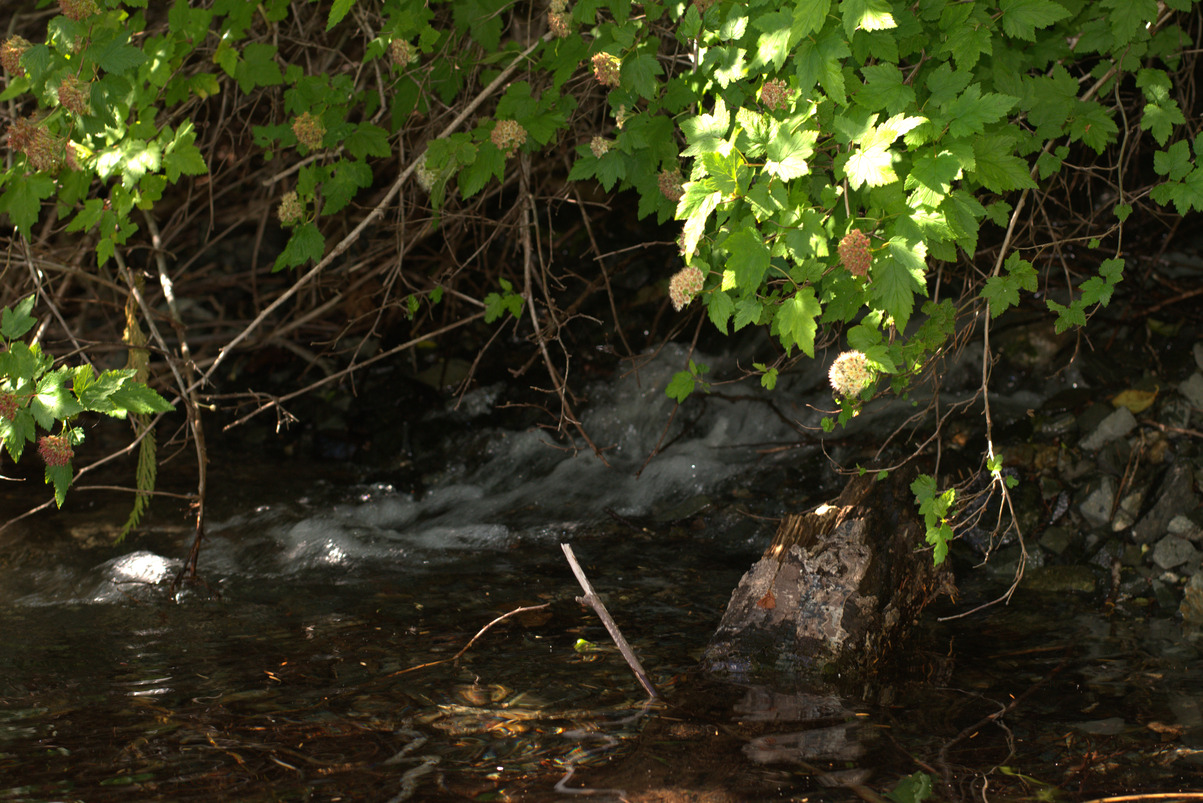 Schoen Lake