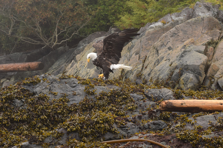 Telegraph Cove