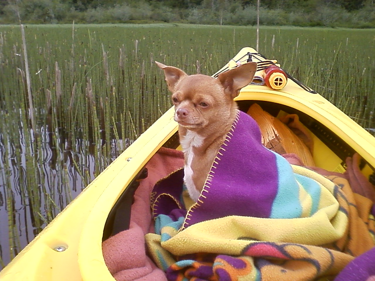 Chloe in the Cattails