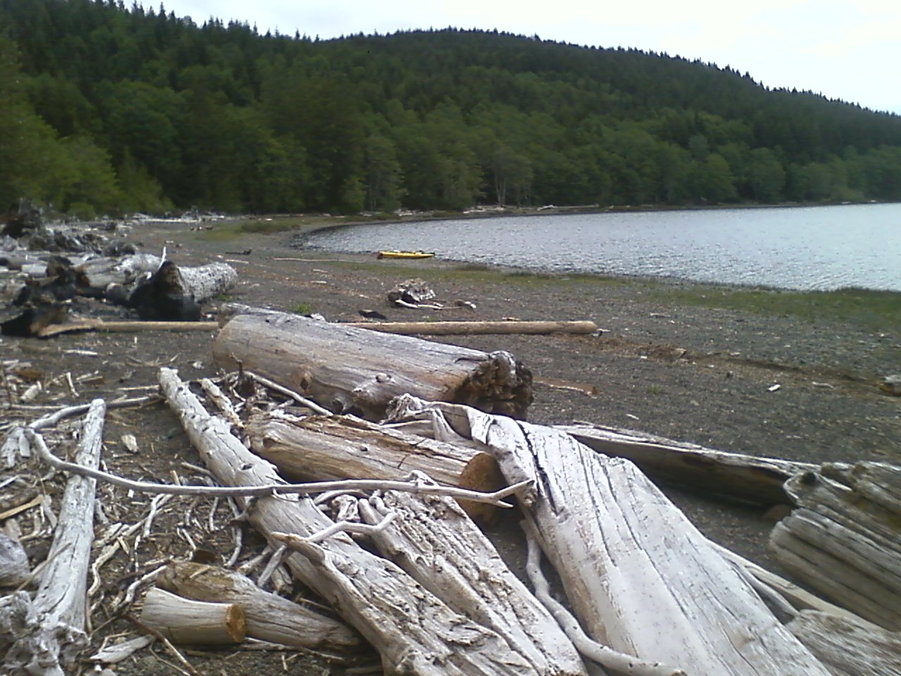 Driftwood