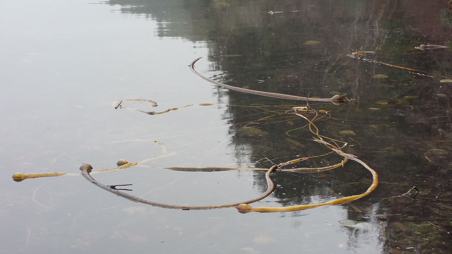 Kokwina Cove Kelp