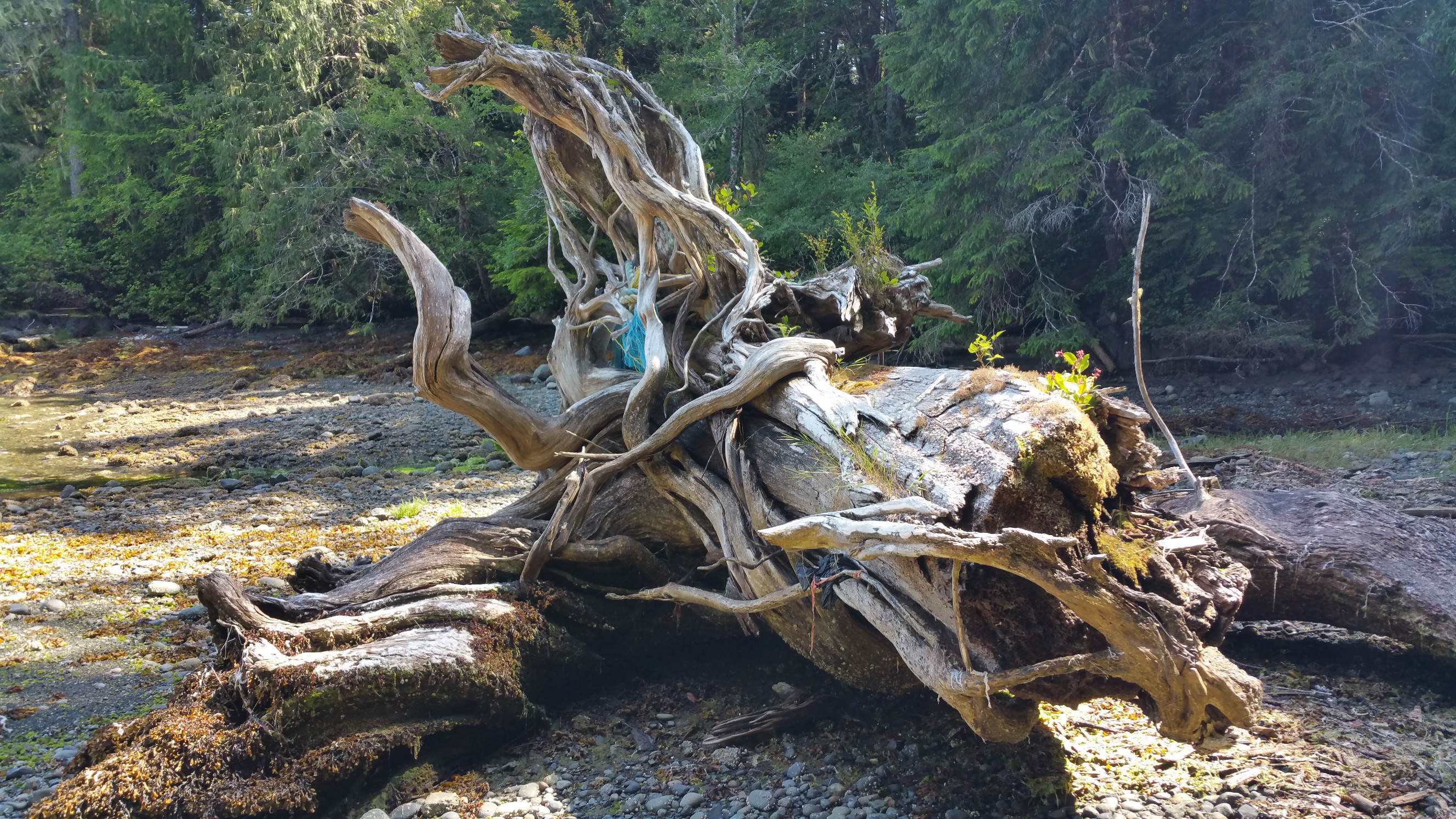 Driftwood stump