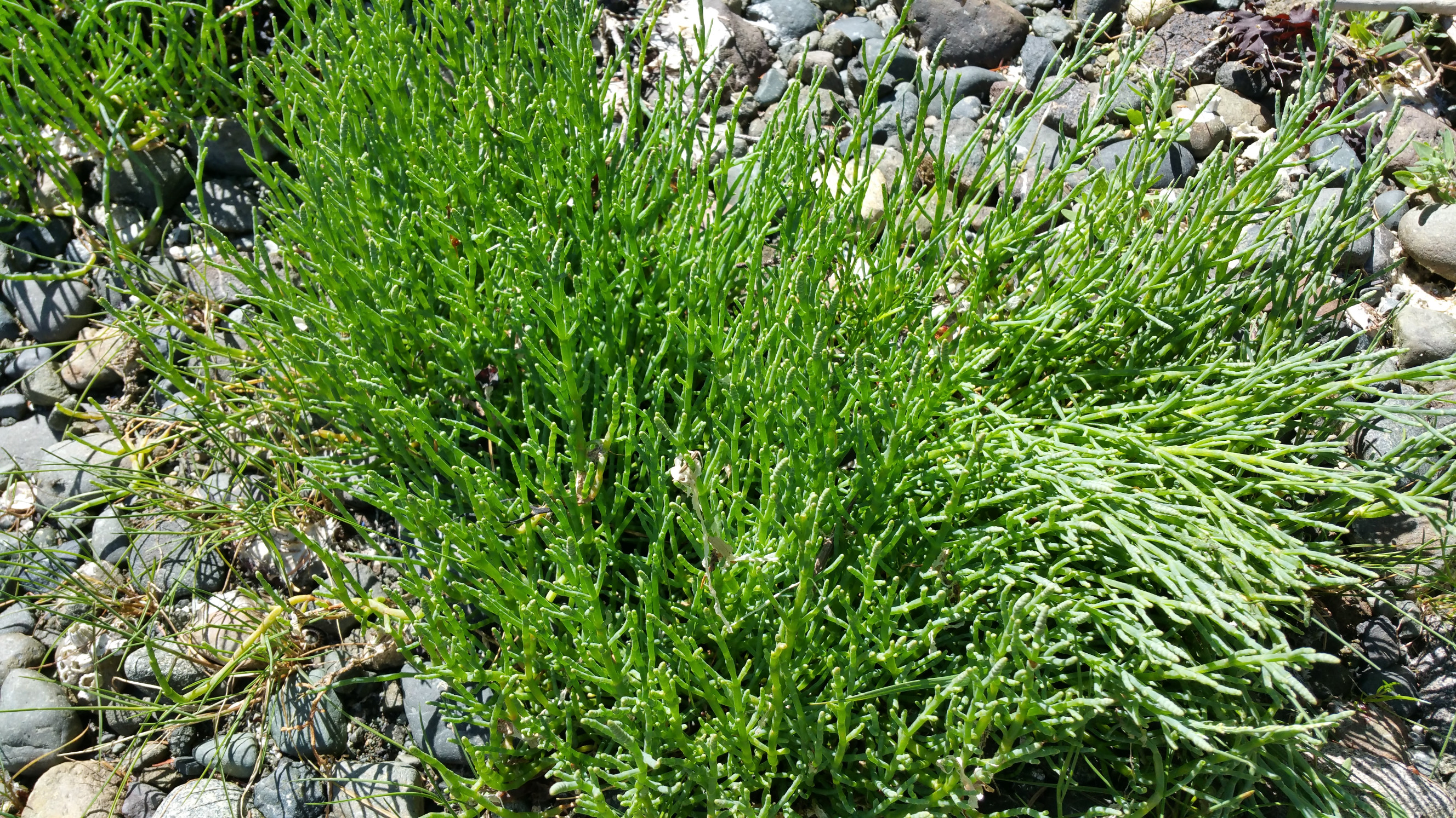 Sea asparagus